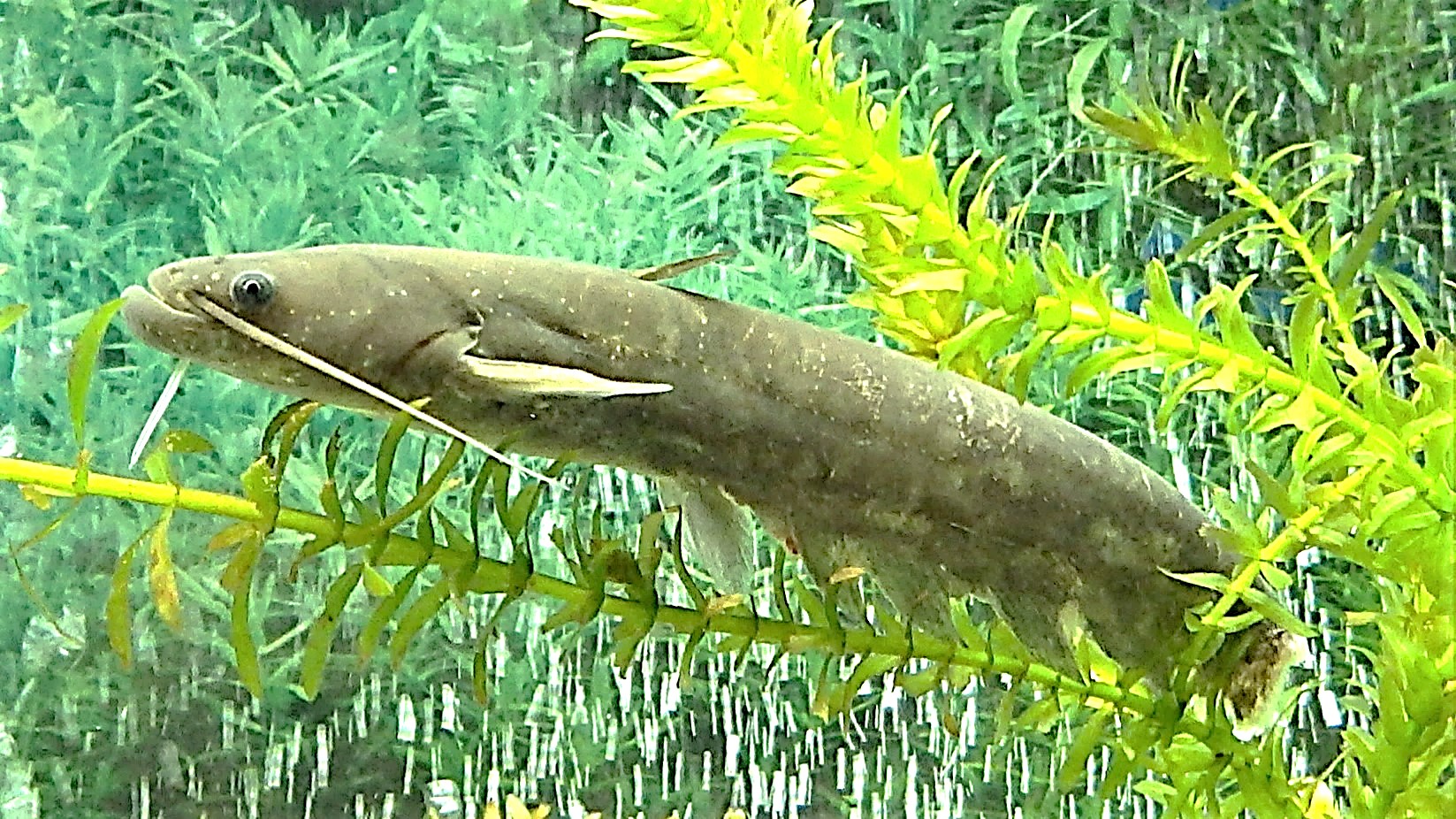 ナマズ | 岡山市環境学習センターめだかの学校 | 旭川の淡水魚水族館